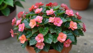begonia elatior fleurissant avec feuilles vertes brillantes