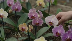 fleurs en o variées dans un jardin naturel détaillé