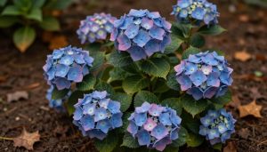 arbuste hortensia avec fleurs bleues et roses en automne