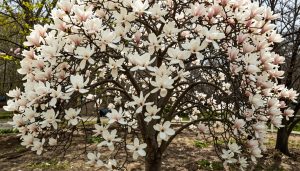 magnolia en fleur majestueux dans un jardin naturel au printemps