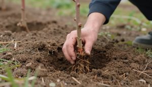 mains plantant un arbre fruitier à racines nues en sol non gelé